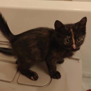 Anna -  American Shorthair Cat for Adoption in Mount Vernon, Arkansas - Anna | PetCurious