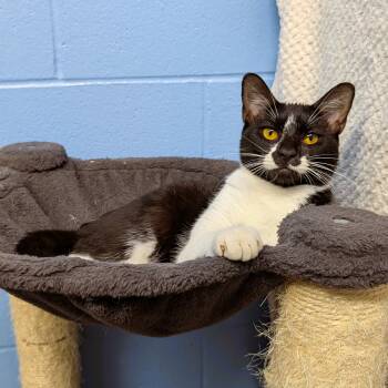 Ada -  Domestic Short Hair Cat for Adoption in Lowell, Arkansas - Ada | PetCurious
