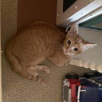 Rumi (bonded to Renny) -  Domestic Short Hair Cat for Adoption in Austin, Texas - Rumi (bonded To Renny) | PetCurious
