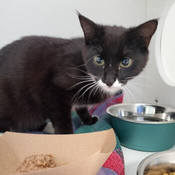 Domestic Short Hair Cats Available for Adoption in Greensboro, North Carolina - LUV | PetCurious