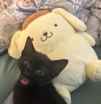 Air Fryer -  Domestic Short Hair Cat for Adoption in Fort Collins, Colorado - Air Fryer | PetCurious