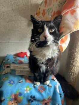 Domestic Long Hair Cats Available for Adoption - Maverick | PetCurious