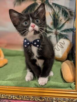 Rescue Domestic Short Hair Cats for Adoption in Fremont, California - Mousse | PetCurious