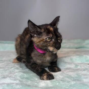 Marley -  Domestic Short Hair Cat for Adoption in San Antonio, Texas - Marley | PetCurious