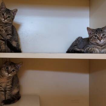 Gobi -  Domestic Short Hair Cat for Adoption in Dayton, Ohio - Gobi | PetCurious