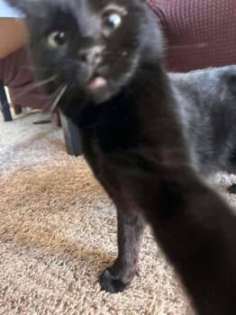 Domestic Short Hair Cats Available for Adoption in Chicago, Illinois - Fig (aka Reputation) | PetCurious