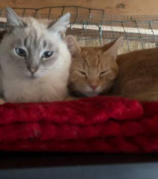 Domestic Short Hair Cats Available for Adoption - Rudolph | PetCurious