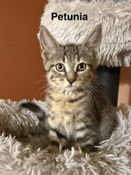 Petunia -  Domestic Short Hair Cat for Adoption in South Elgin, Illinois - Petunia | PetCurious