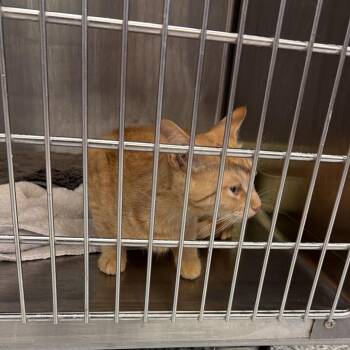 Domestic Short Hair Cats Available for Adoption in Port Charlotte, Florida - Charlie | PetCurious