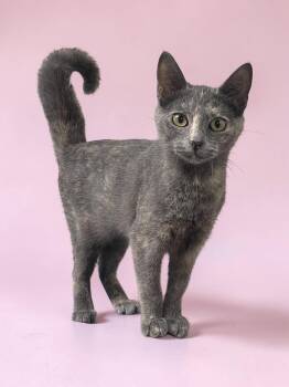 Lilly -  Domestic Short Hair Cat for Adoption in Champaign, Illinois - Lilly | PetCurious