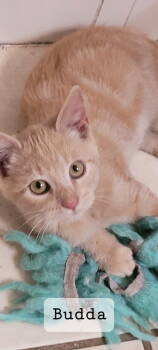 Rescue Domestic Short Hair Cats for Adoption in Oviedo, Florida - Budda | PetCurious