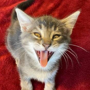 Rescue Domestic Short Hair Cats for Adoption in Rochester, Minnesota - Nova | PetCurious