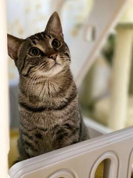 Domestic Short Hair Cats Available for Adoption in Beaverton, Oregon - Ay Ay Ron | PetCurious