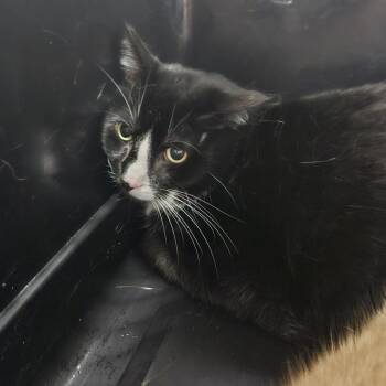 Han -  Domestic Short Hair Cat for Adoption in Tampa, Florida - Han | PetCurious