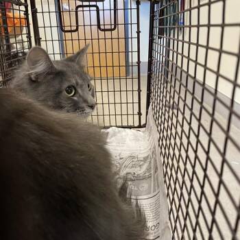 Rescue Domestic Long Hair Cats for Adoption in Modesto, California - A603814 | PetCurious