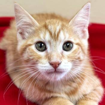Rescue Domestic Short Hair Cats for Adoption in Jefferson, Wisconsin - Millie | PetCurious