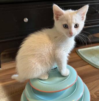 Lumi -  Domestic Medium Hair Cat for Adoption in Ephrata, Washington - Lumi | PetCurious