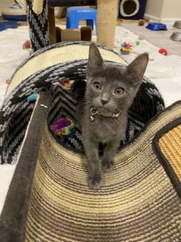 Domestic Short Hair Cats Available for Adoption in Aurora, Colorado - Coconut | PetCurious