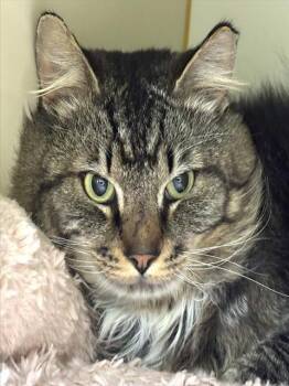 Domestic Long Hair Cats Available for Adoption in Dedham, Massachusetts - MUSHROOM | PetCurious
