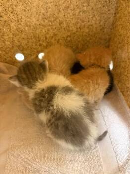 A1924369 -  Domestic Short Hair Cat for Adoption in Riverside, California - A1924369 | PetCurious