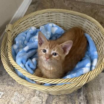 Blaze -  Domestic Short Hair Cat for Adoption in Brea, California - Blaze | PetCurious
