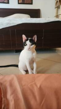 Domestic Short Hair Cats Available for Adoption in Lunenburg, Massachusetts - Max | PetCurious