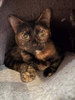 Domestic Short Hair Cats Available for Adoption - Sonnet | PetCurious