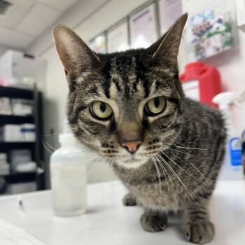 Matcha -  Domestic Short Hair Cat for Adoption in Evansville, Indiana - Matcha | PetCurious