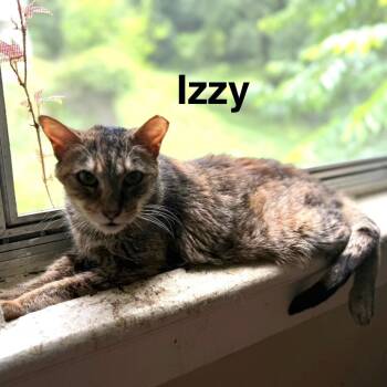 Domestic Short Hair Cats Available for Adoption in Roanoke, Virginia - Izzy | PetCurious