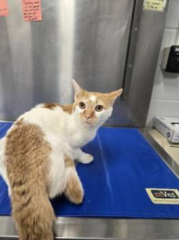 Domestic Short Hair Cats Available for Adoption - GOUDA | PetCurious