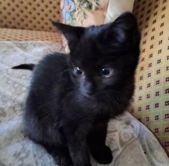 Dolly -  Domestic Short Hair Cat for Adoption in Baltimore, Maryland - Dolly | PetCurious