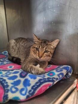 Little Paws -  Domestic Short Hair Cat for Adoption in Winfield, Kansas - Little Paws | PetCurious