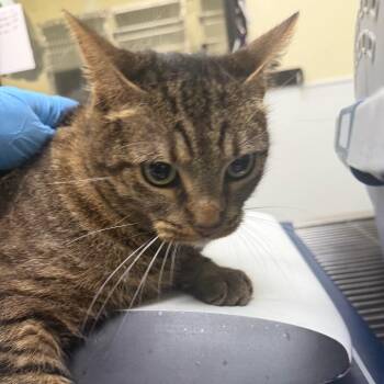 Mazikeen -  American Shorthair Cat for Adoption in Galveston, Texas - Mazikeen | PetCurious