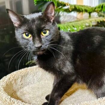 Rescue Bombay Cats for Adoption in Oakwood, Georgia - BABETTE - BEAUTIFUL BOMBAY | PetCurious