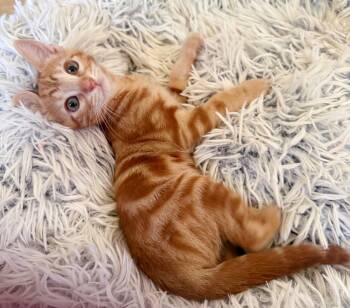 Beamer -  Domestic Short Hair and Tabby Cat for Adoption in Lake Monroe, Florida - Beamer | PetCurious