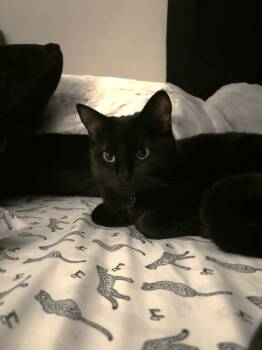 Domestic Short Hair Cats Available for Adoption in Villa Park, California - Solstice | PetCurious