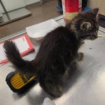 Marluxia -  Domestic Long Hair Cat for Adoption in Chattanooga, Tennessee - Marluxia | PetCurious