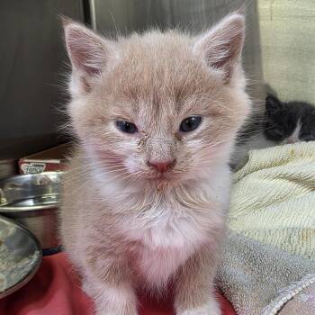 Domestic Short Hair Cats Available for Adoption in Indianapolis, Indiana - Cecil | PetCurious