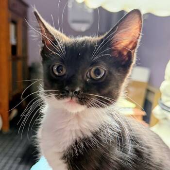 Jack in the Box -  Domestic Short Hair Cat for Adoption in Fredericksburg, Virginia - Jack In The Box | PetCurious