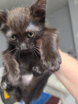 Aldi -  Domestic Short Hair Cat for Adoption in Town 