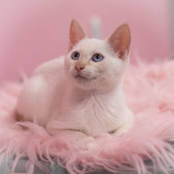 Versace -  Siamese and Domestic Short Hair Cat for Adoption in St. Augustine, Florida - Versace | PetCurious