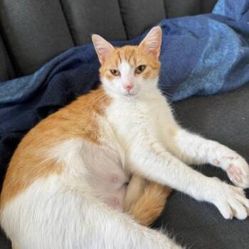 Domestic Short Hair Cats Available for Adoption in Gibsonia, Pennsylvania - Lilac | PetCurious