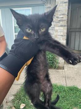 SPIDER -  Domestic Short Hair Cat for Adoption in Dallas, Texas - SPIDER | PetCurious