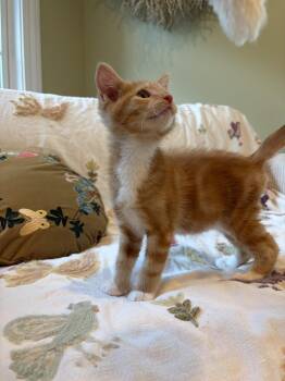Rudy -  Domestic Short Hair Cat for Adoption in Rootstown, Ohio - Rudy | PetCurious