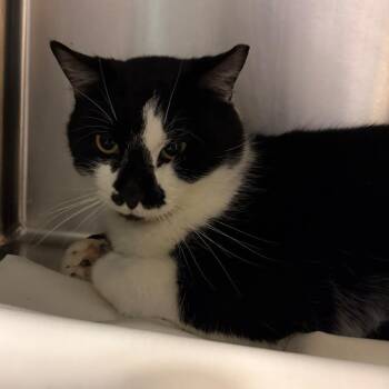 Domestic Short Hair Cats Available for Adoption - Ralphie | PetCurious