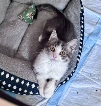 Maple -  Domestic Short Hair Cat for Adoption in Seymour, Tennessee - Maple | PetCurious