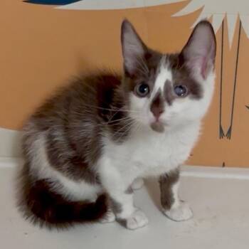 Lilly* -  Domestic Medium Hair Cat for Adoption in San Gabriel, California - Lilly* | PetCurious