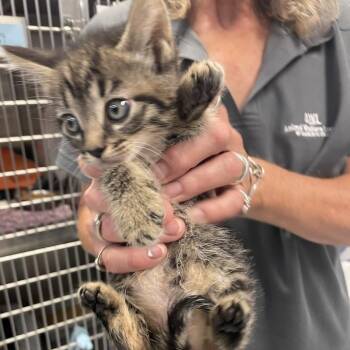 Dillie -  Domestic Short Hair Cat for Adoption in Port Charlotte, Florida - Dillie | PetCurious