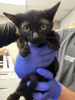 FOX -  Domestic Short Hair Cat for Adoption in Burbank, California - FOX | PetCurious