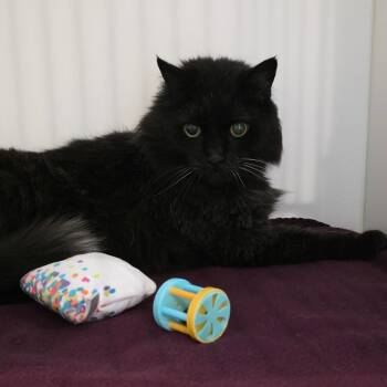 Fritz -  Domestic Medium Hair Cat Available for Adoption in Port Angeles, Washington - Fritz | PetCurious